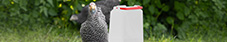Tierzucht