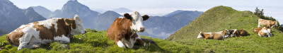 Animal husbandry